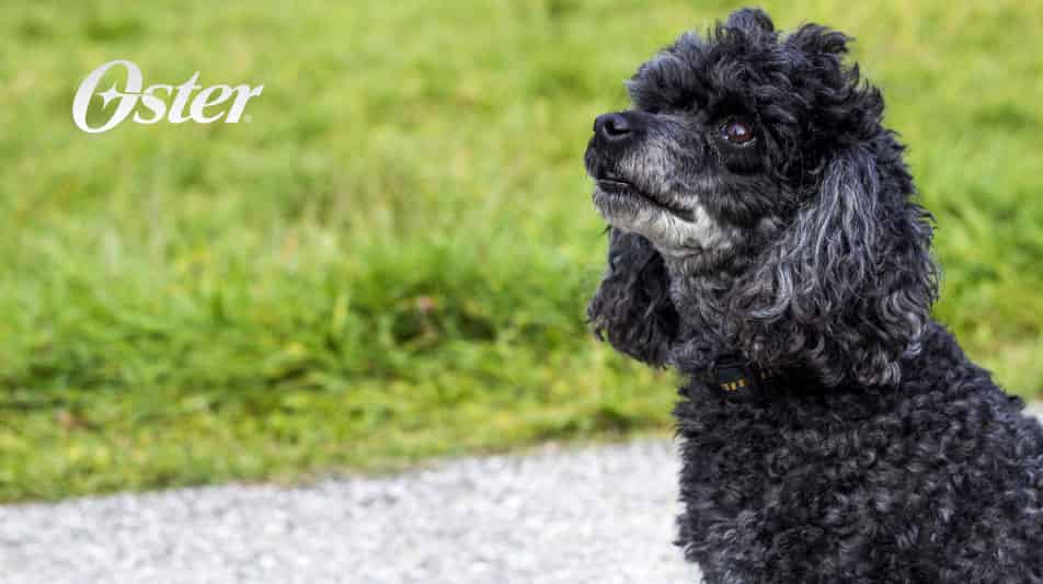 Oster articles pour animaux de compagnie