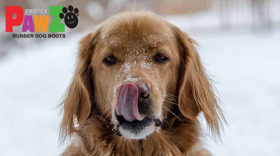 Paws chaussure pour chiens
