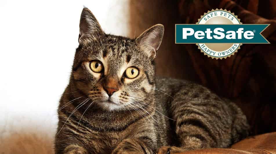 Petsafe accessoires pour chats