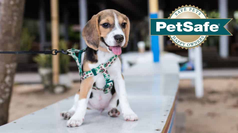 Petsafe accessoires pour chiens