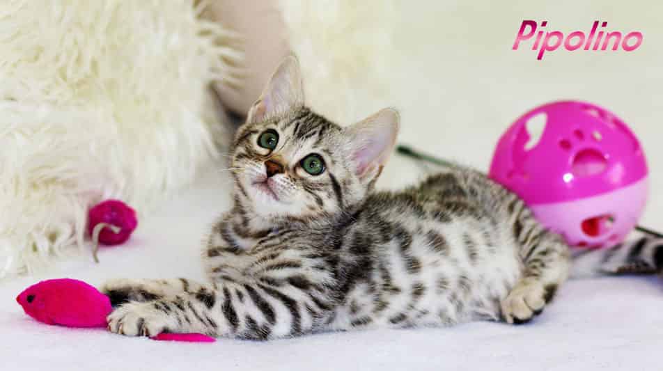 Pipolino articles pour chats
