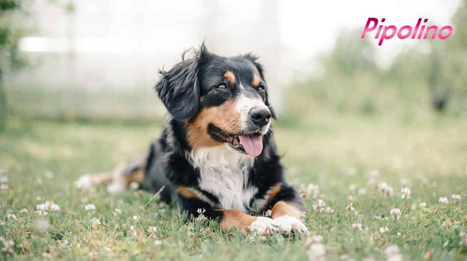 Pipolino articles pour chiens