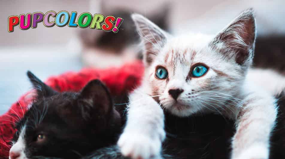Collier de naissance PupColors
