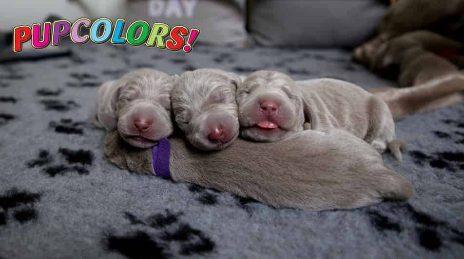 Collier de naissance PupColors