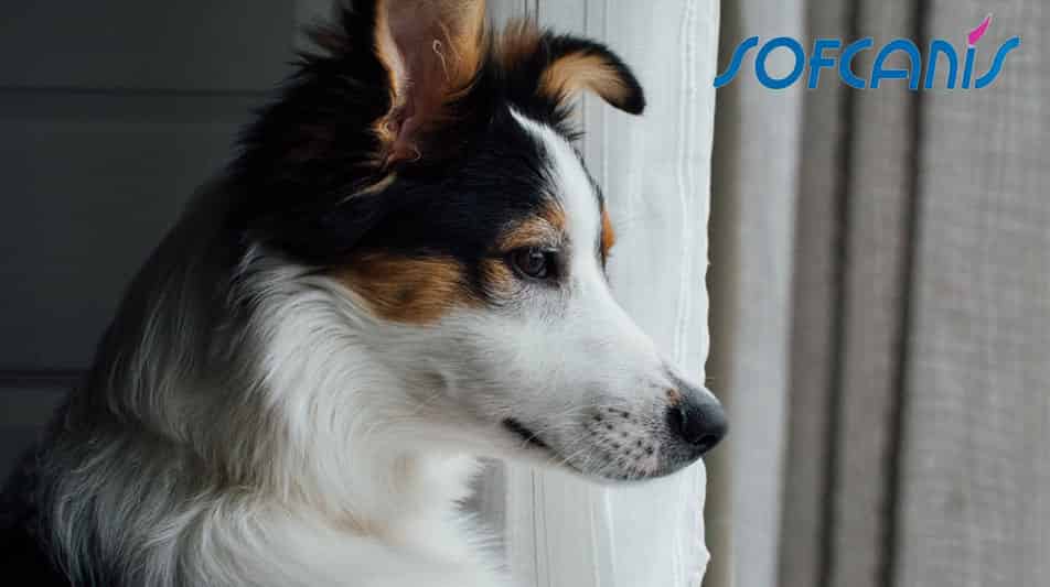 Sofcanis compléments alimentaires pour chiens