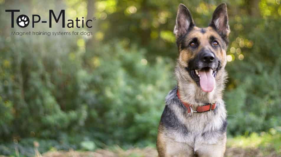 Top matic produits magnétiques pour l'éducation des chiens