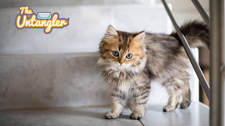 Spécialiste en accessoires pour le toilettage des chats