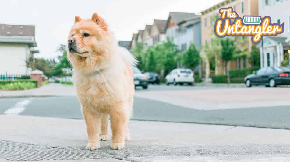 Spécialiste en accessoires pour le toilettage des chiens