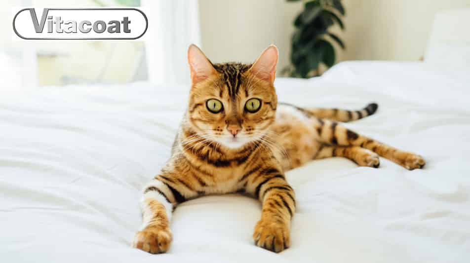 produit nettoyant pour les yeux de chat