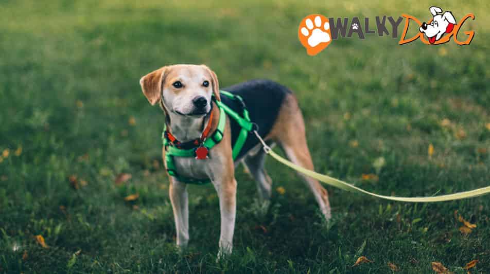 Walky Dog pour attacher son chien au vélo