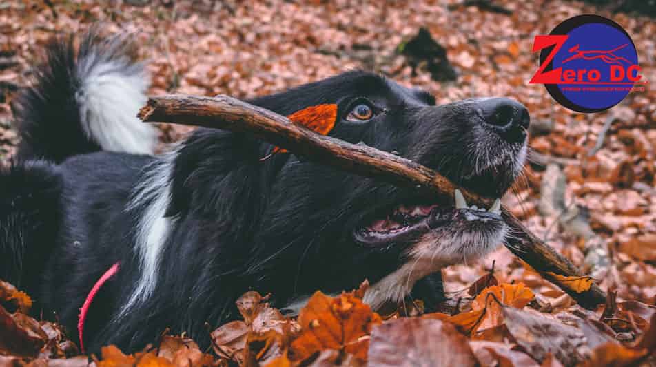 articles de sports et loisirs pour chien
