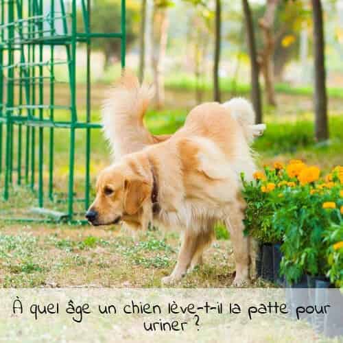 À quel âge un chien lève-t-il la patte pour uriner ?