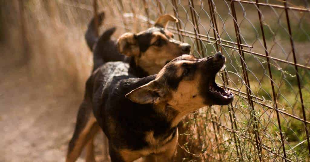 Chien qui aboie toute la journée