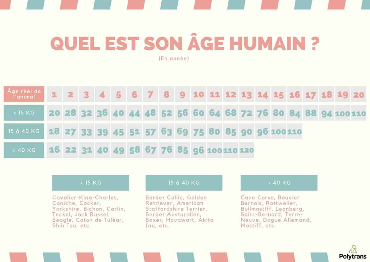 Age du chien en humain