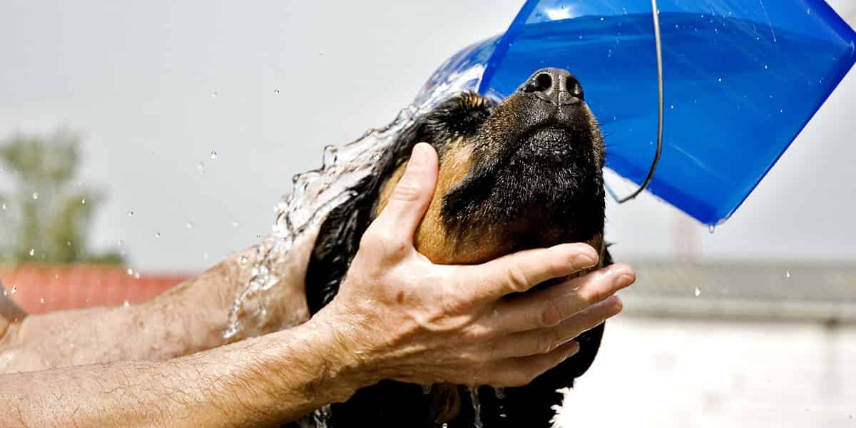 A quel âge laver son chien ?
