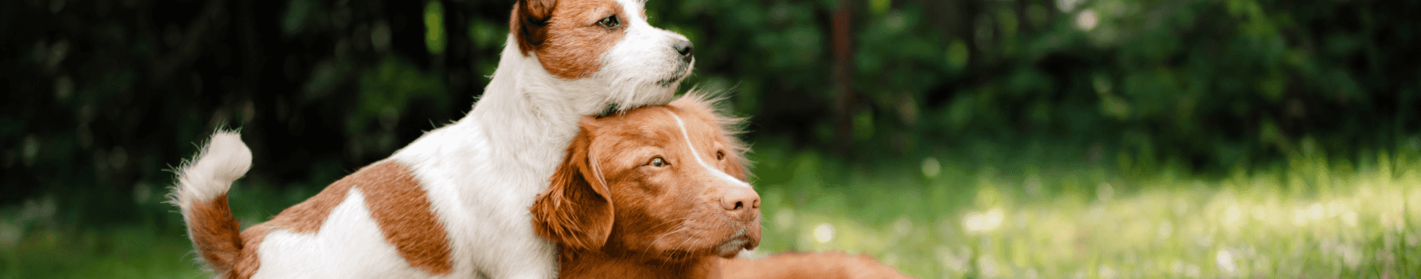 Croquettes pour chien Nutrican