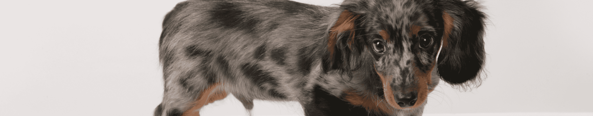 Démêlant pour pelage de chien