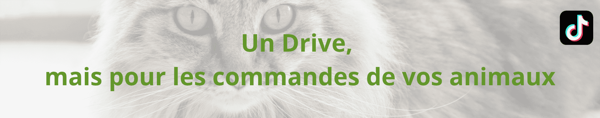 Drive polytrans chien et chat