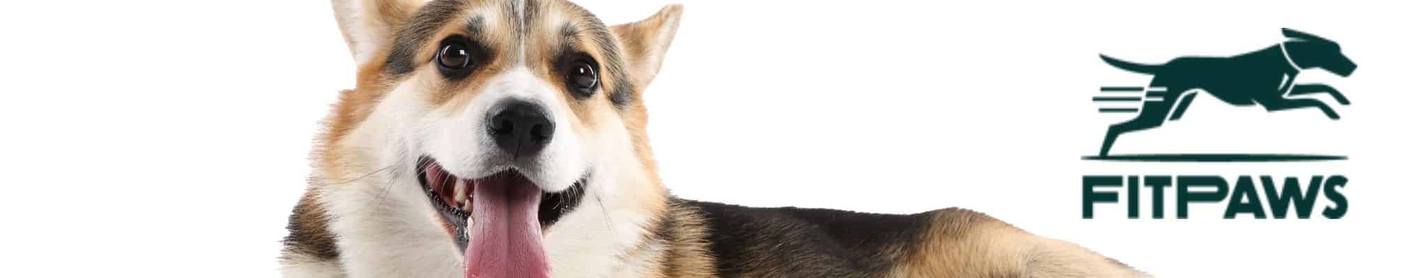 Fit Paws