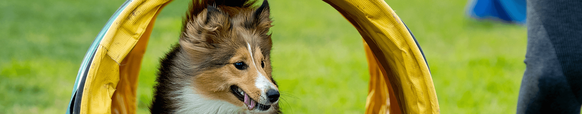Produits pour agility chien