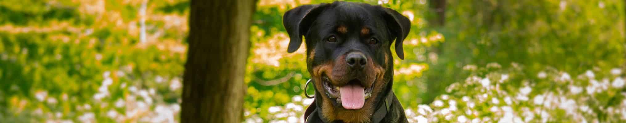 rott noir adulte