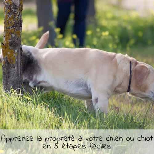 Apprenez la propreté à votre chien ou chiot en 5 étapes faciles