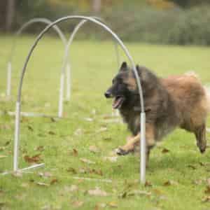 arceaux d’agility