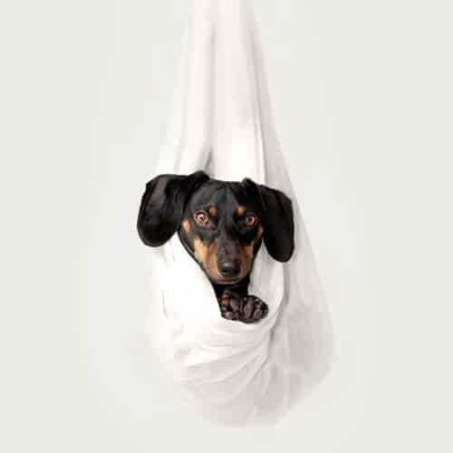 Comment savoir si son chien commence à souffrir d'arthrose ?
