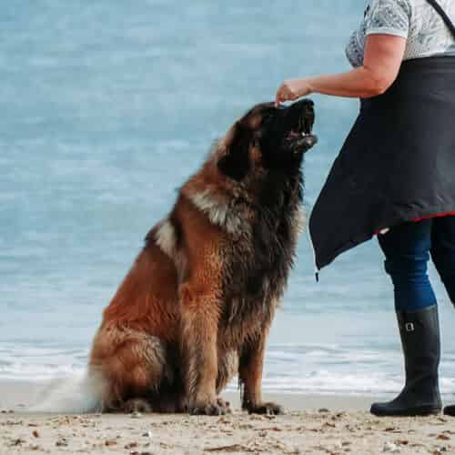 Consulter un ostéopathe canin