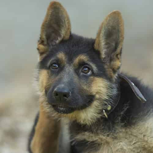 Le Berger allemand