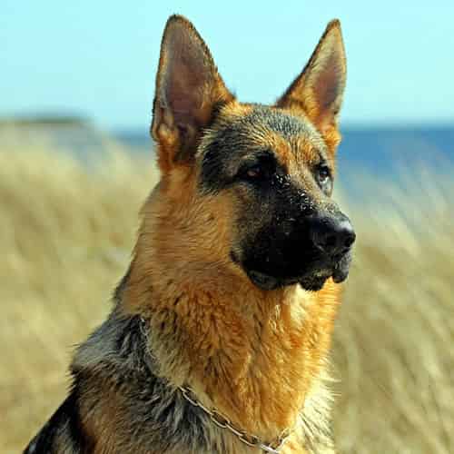 Berger allemand