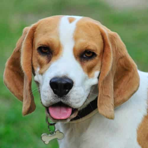 Tout savoir sur le Beagle
