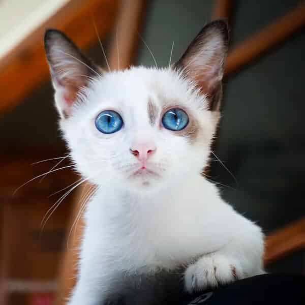 Photos de bébés chat trop mignons