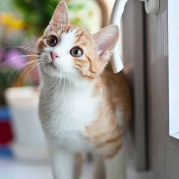 Photos de bébés chat trop mignons