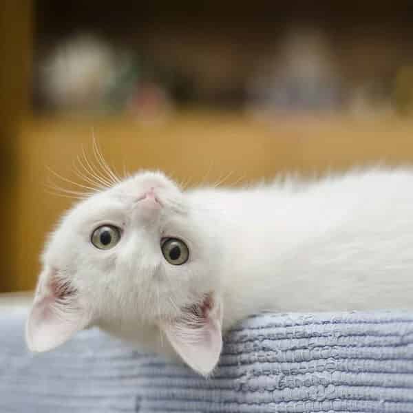 Photos de bébés chat trop mignons
