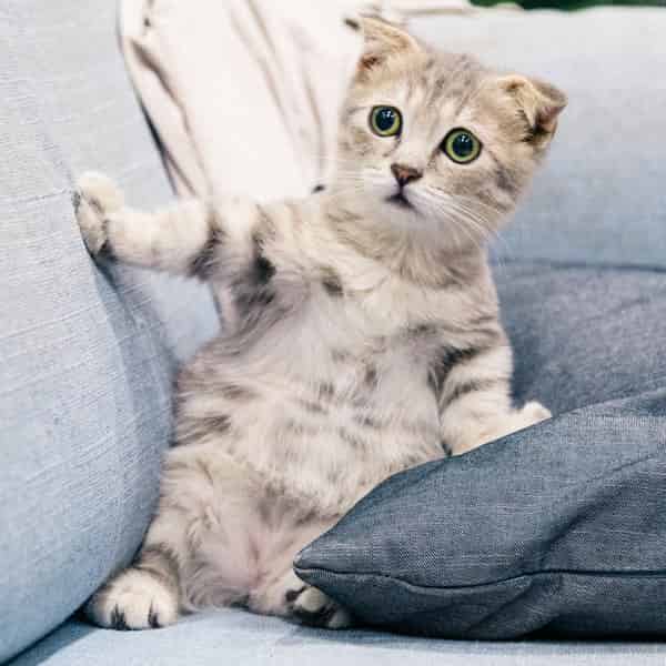 Photos de bébés chat trop mignons