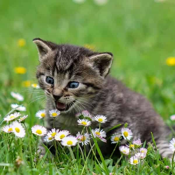 Photos de bébés chat trop mignons