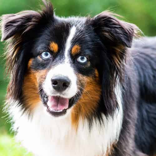 Quel est le chien le plus facile à dresser ?