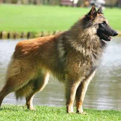 Les chiens de berger