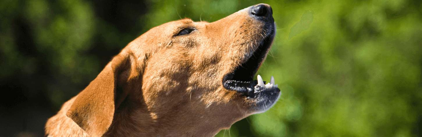 Chien qui aboie
