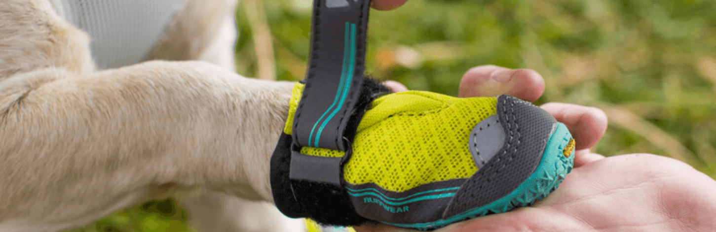 Pourquoi mettre des chaussures à son chien ?