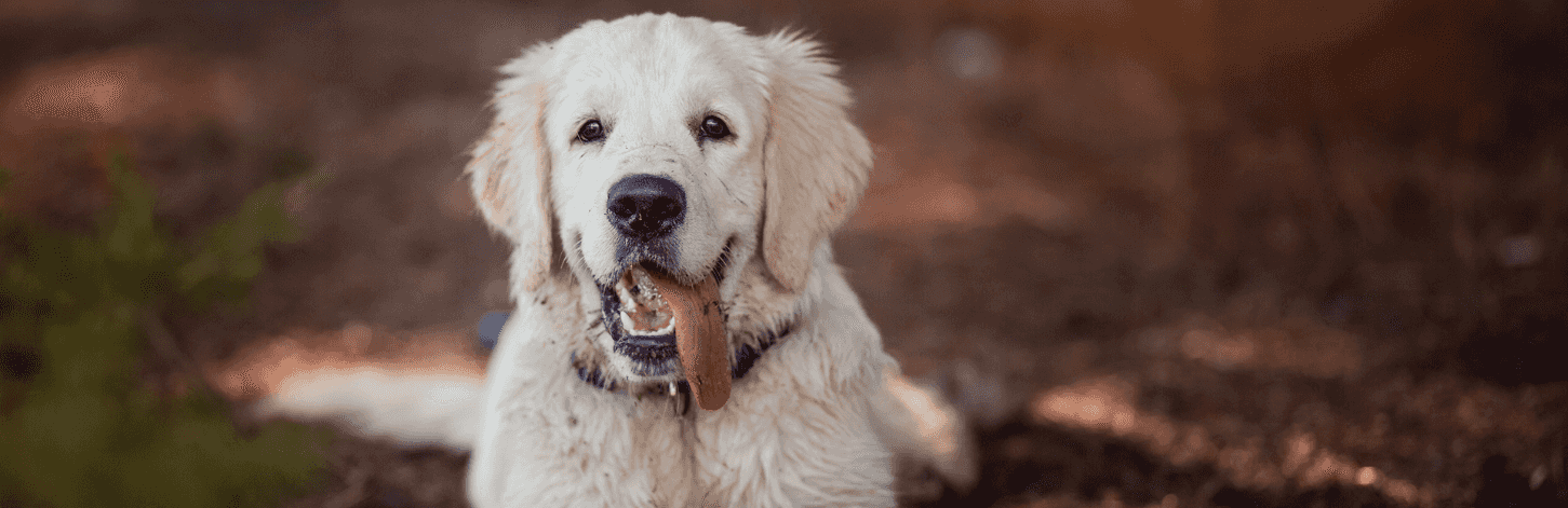 Où promener son chien en été ?