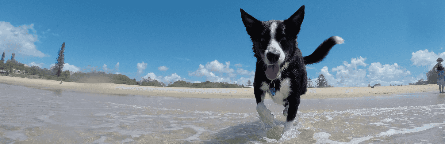 Faire du sport en été avec son chien
