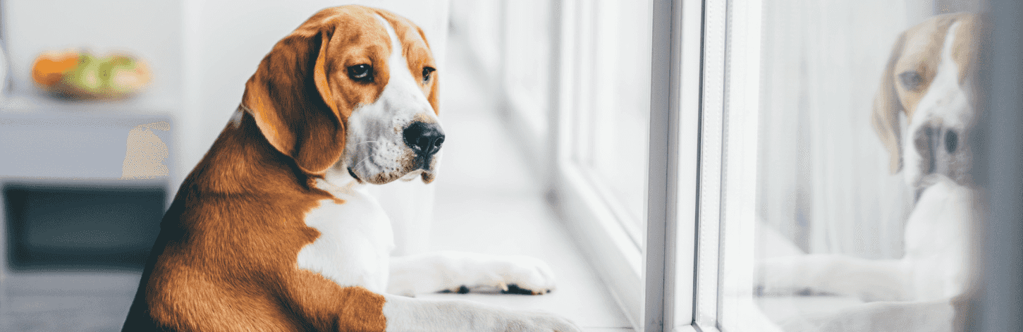 Comment occuper mon chien lorsqu'il est seul à la maison ?