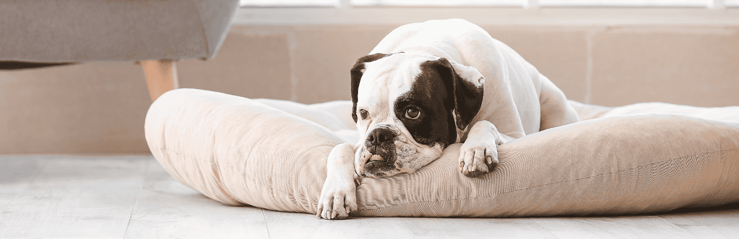 Comment occuper mon chien quand je suis au boulot ?