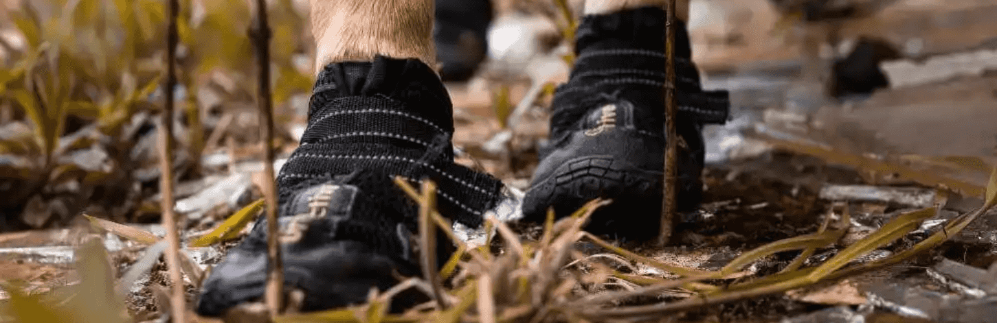 Comment protéger les coussinets de son chien ?