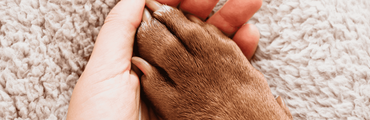 Comment prendre soin des pattes de mon chien ?