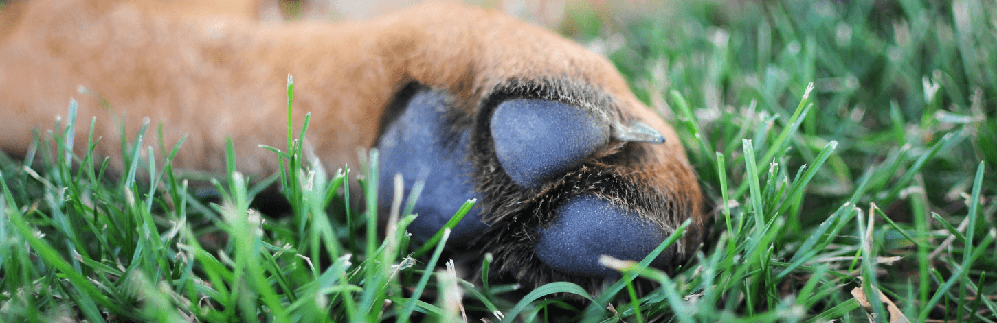 Mesurer les pattes de son chien