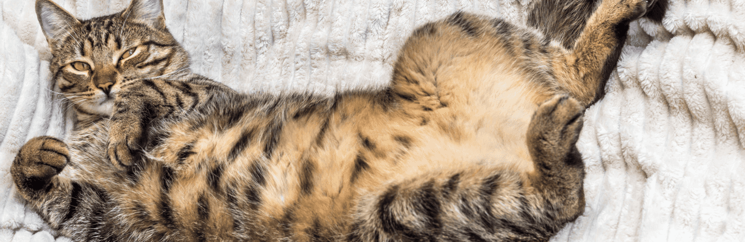 Refaire la flore intestinale du chat naturellement