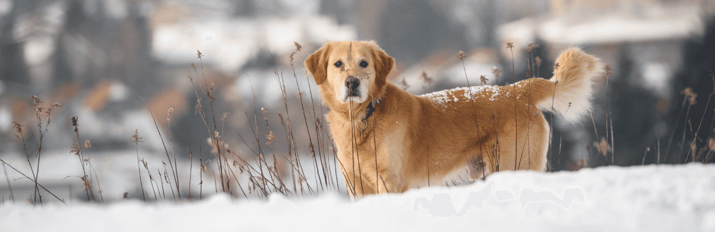 Pourquoi mon chien perd-il ses poils en hiver ?